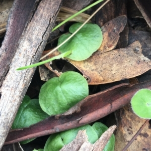 Corysanthes sp. at suppressed - suppressed