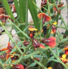 Daviesia ulicifolia (Gorse Bitter-pea) at Scabby Range Nature Reserve - 28 Nov 2021 by Ned_Johnston