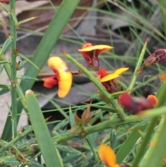 Daviesia ulicifolia at Yaouk, NSW - 28 Nov 2021 11:25 AM