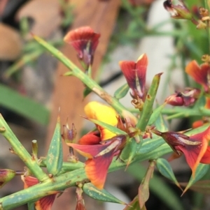 Daviesia ulicifolia at Yaouk, NSW - 28 Nov 2021