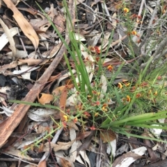 Daviesia ulicifolia at Yaouk, NSW - 28 Nov 2021