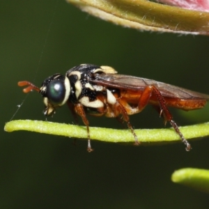 Perginae sp. (subfamily) at Acton, ACT - 28 Nov 2021