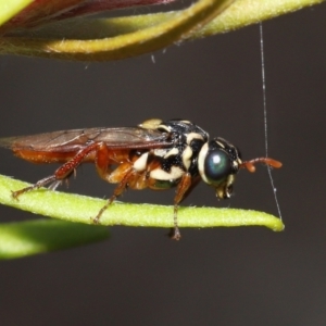 Perginae sp. (subfamily) at Acton, ACT - 28 Nov 2021