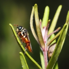 Perginae sp. (subfamily) at Acton, ACT - 28 Nov 2021