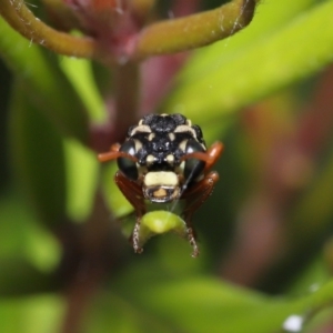 Perginae sp. (subfamily) at Acton, ACT - 28 Nov 2021