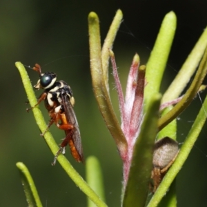 Perginae sp. (subfamily) at Acton, ACT - 28 Nov 2021