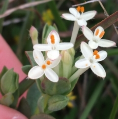 Pimelea linifolia subsp. caesia (Slender Rice Flower) at Yaouk, NSW - 28 Nov 2021 by NedJohnston