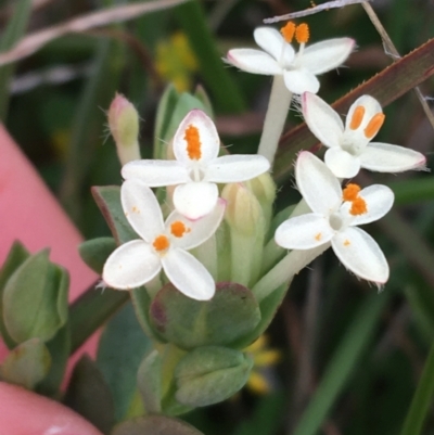 Pimelea linifolia subsp. caesia (Slender Rice Flower) at Yaouk, NSW - 28 Nov 2021 by NedJohnston