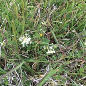 Pimelea linifolia subsp. caesia at Yaouk, NSW - suppressed