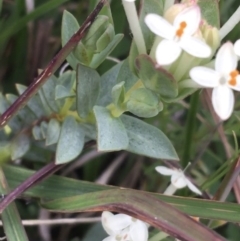 Pimelea linifolia subsp. caesia at Yaouk, NSW - suppressed