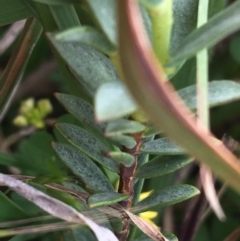 Pimelea linifolia subsp. caesia at Yaouk, NSW - 28 Nov 2021