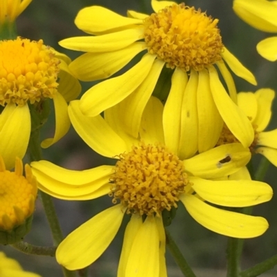 Senecio pinnatifolius var. alpinus at Yaouk, NSW - 27 Nov 2021 by Ned_Johnston