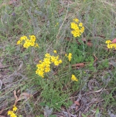 Senecio pinnatifolius var. alpinus at Yaouk, NSW - suppressed