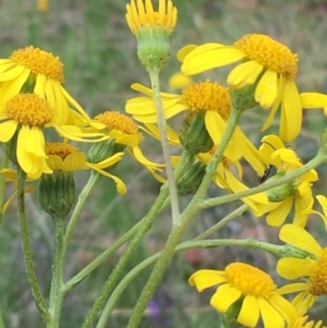 Senecio pinnatifolius var. alpinus at Yaouk, NSW - 28 Nov 2021