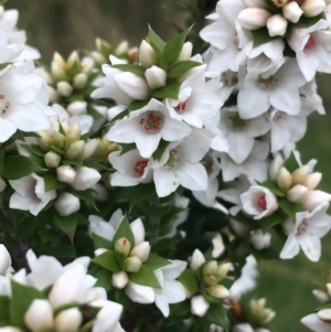 Epacris breviflora at Yaouk, NSW - 28 Nov 2021