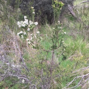 Epacris breviflora at Yaouk, NSW - suppressed