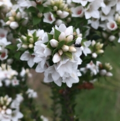 Epacris breviflora at Yaouk, NSW - suppressed