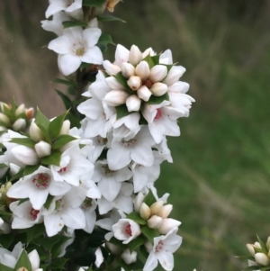 Epacris breviflora at Yaouk, NSW - suppressed