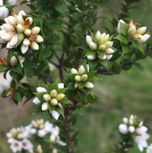 Epacris breviflora at Yaouk, NSW - suppressed