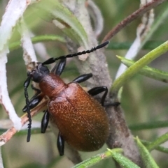 Ecnolagria grandis (Honeybrown beetle) at Yaouk, NSW - 28 Nov 2021 by NedJohnston