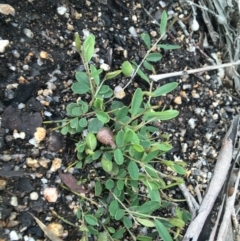 Hovea heterophylla (Common Hovea) at Scabby Range Nature Reserve - 28 Nov 2021 by Ned_Johnston