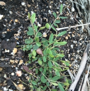 Hovea heterophylla at Yaouk, NSW - 28 Nov 2021