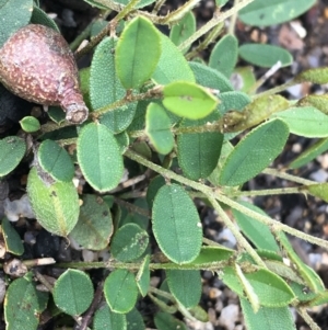 Hovea heterophylla at Yaouk, NSW - 28 Nov 2021