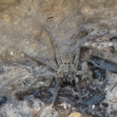 Lycosidae (family) (Wolf spider) at Borough, NSW - 28 Nov 2021 by Paul4K