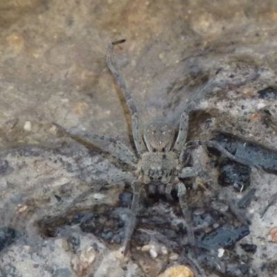 Unidentified Other hunting spider at Borough, NSW - 28 Nov 2021 by Paul4K