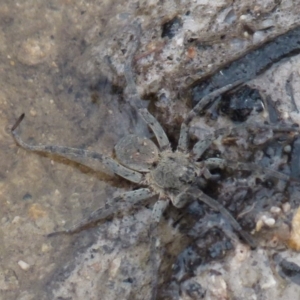 Lycosidae (family) at Borough, NSW - suppressed