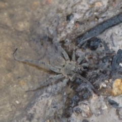 Lycosidae (family) at Borough, NSW - suppressed