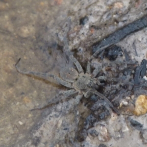 Lycosidae (family) at Borough, NSW - suppressed