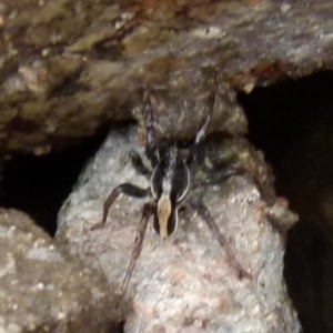 Lycosidae (family) at Borough, NSW - suppressed