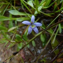 Isotoma fluviatilis subsp. australis (Swamp Isotome) at Boro - 28 Nov 2021 by Paul4K