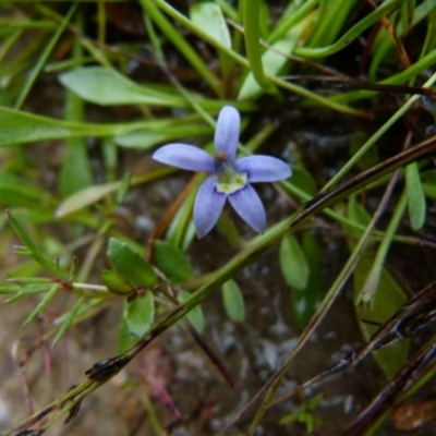 Isotoma fluviatilis subsp. australis (Swamp Isotome) at Boro, NSW - 28 Nov 2021 by Paul4K