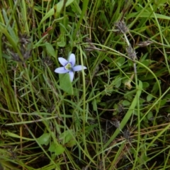 Isotoma fluviatilis subsp. australis at Boro, NSW - 28 Nov 2021