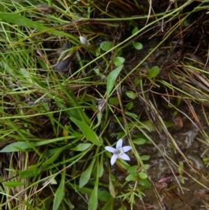 Isotoma fluviatilis subsp. australis at Boro, NSW - 28 Nov 2021