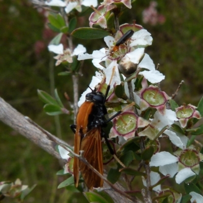 Pelecorhynchus fulvus (Orange cap-nosed fly) at Boro - 28 Nov 2021 by Paul4K