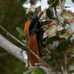 Pelecorhynchus fulvus at Boro, NSW - 28 Nov 2021