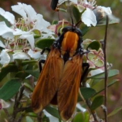 Pelecorhynchus fulvus at Boro, NSW - 28 Nov 2021