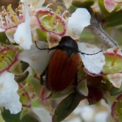 Phyllotocus rufipennis (Nectar scarab) at QPRC LGA - 28 Nov 2021 by Paul4K