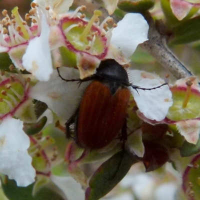 Phyllotocus rufipennis (Nectar scarab) at QPRC LGA - 28 Nov 2021 by Paul4K