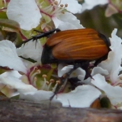 Phyllotocus rufipennis at Boro, NSW - 28 Nov 2021