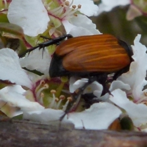 Phyllotocus rufipennis at Boro, NSW - 28 Nov 2021