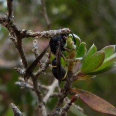 Eumeninae (subfamily) (Unidentified Potter wasp) at Boro - 28 Nov 2021 by Paul4K
