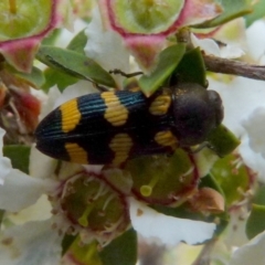Castiarina inconspicua (A jewel beetle) at Boro, NSW - 28 Nov 2021 by Paul4K