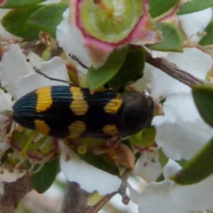 Castiarina inconspicua at Boro, NSW - 28 Nov 2021