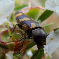 Castiarina inconspicua at Boro, NSW - 28 Nov 2021