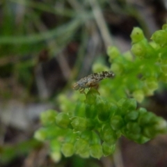 Tephritidae sp. (family) (Unidentified Fruit or Seed fly) at QPRC LGA - 28 Nov 2021 by Paul4K