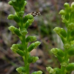 Tephritidae sp. (family) at Boro, NSW - suppressed